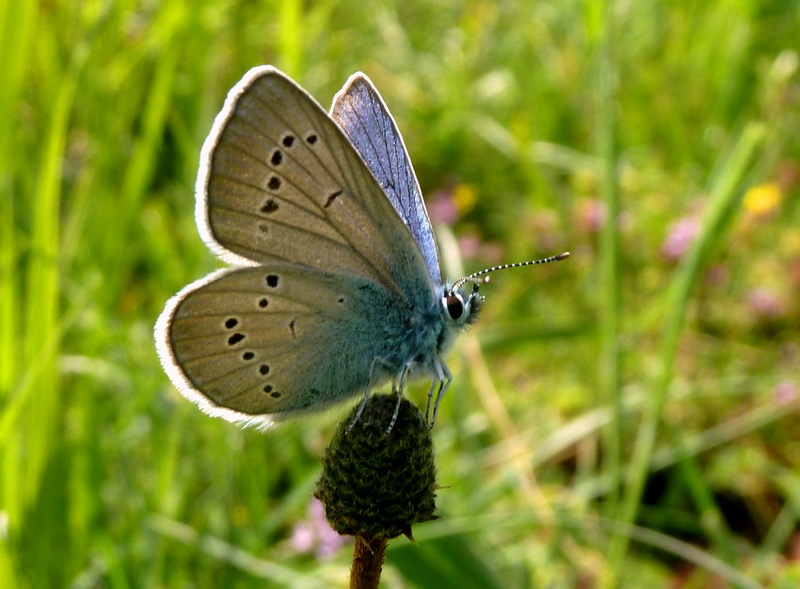 Polyommatus semiargus?